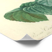 Bleke roze roodroze door Redoute Poster (Hoek)