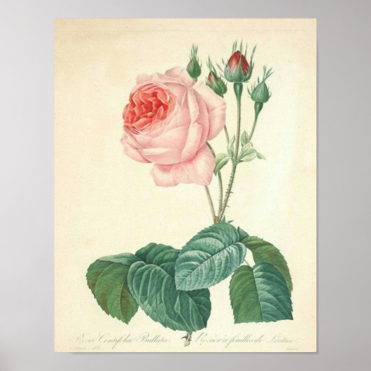 Bleke roze roodroze door Redoute Poster (Voorkant)
