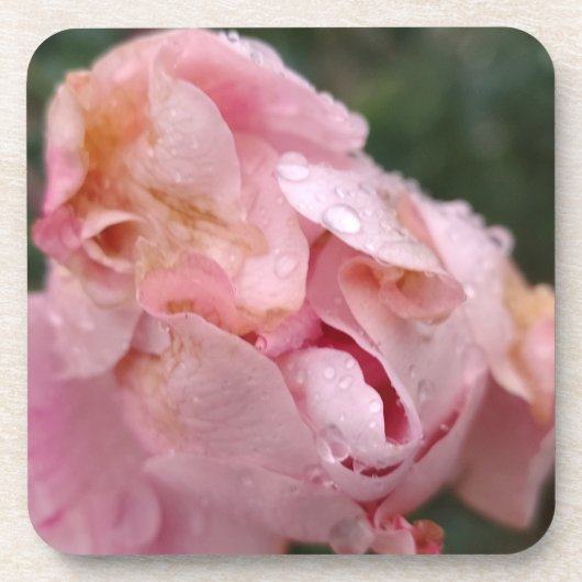 Bleke Roze Roos Bier Onderzetter (Voorkant)