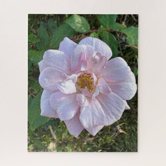 Bleke Roze Roos, Oakland Legpuzzel (Verticaal)