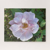 Bleke Roze Roos, Oakland Legpuzzel (Horizontaal)