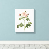 bleke roze roos (Rosa alba regalis) van Redouté Canvas Afdruk (Insitu (Houten vloer))