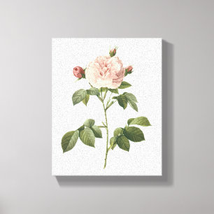 bleke roze roos (Rosa alba regalis) van Redouté Canvas Afdruk