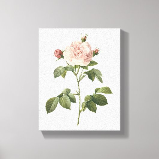 bleke roze roos (Rosa alba regalis) van Redouté Canvas Afdruk (Voorkant)