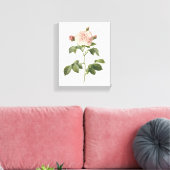 bleke roze roos (Rosa alba regalis) van Redouté Canvas Afdruk (Insitu (Woonkamer))