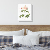 bleke roze roos (Rosa alba regalis) van Redouté Canvas Afdruk (Insitu (Slaapkamer))