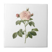 bleke roze roos (Rosa alba regalis) van Redouté Tegeltje (Voorkant)