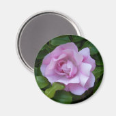 Bleke roze roosmagneet magneet (Voorkant / Achterkant)