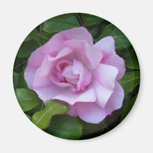 Bleke roze roosmagneet magneet (Voorkant)