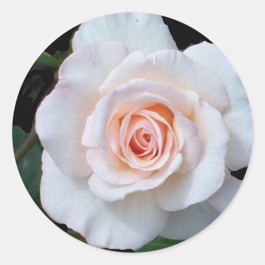 Bleke roze rosebud op zwarte achtergrond ronde sticker (Voorkant)