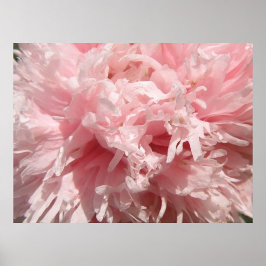 Bleke roze roze afdrukken Poster (Voorkant)