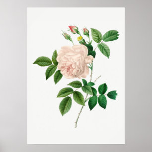 Bleke roze roze botanische illustratie (geen tekst poster