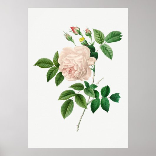 Bleke roze roze botanische illustratie (geen tekst poster (Voorkant)