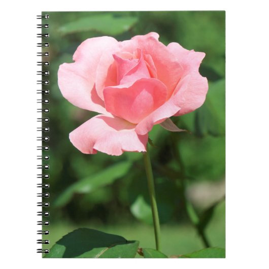 Bleke roze roze roos notitieboek (Voorkant)