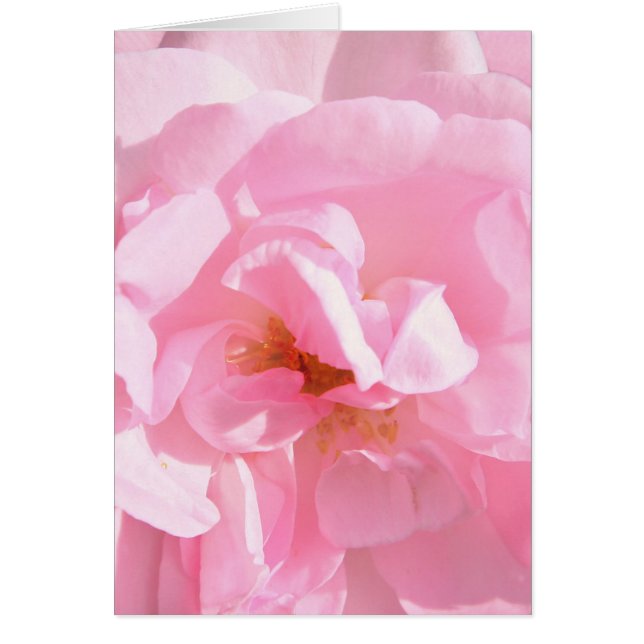 bleke roze rozenblaadjes (Voorkant)