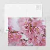 Bleke Roze Sakura Kersenbloesem Briefkaart (Voorkant / Achterkant)
