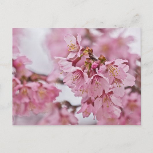 Bleke Roze Sakura Kersenbloesem Briefkaart (Voorkant)
