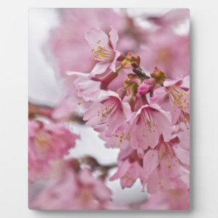 Bleke Roze Sakura Kersenbloesem Fotoplaat