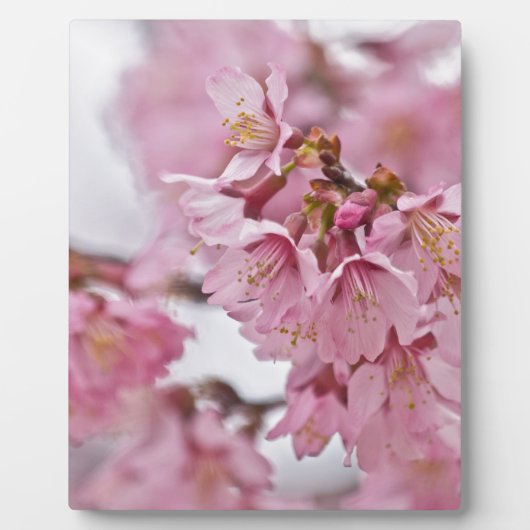 Bleke Roze Sakura Kersenbloesem Fotoplaat (Voorkant)