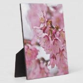 Bleke Roze Sakura Kersenbloesem Fotoplaat (Zijkant)
