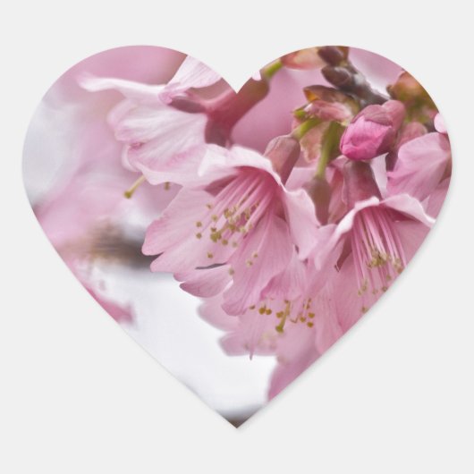 Bleke Roze Sakura Kersenbloesem Hart Sticker (Voorkant)
