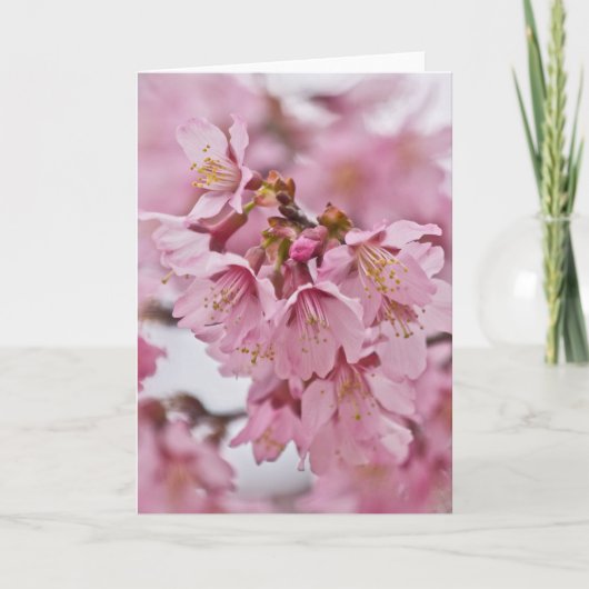 Bleke Roze Sakura Kersenbloesem Kaart (Voorkant)