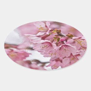Bleke Roze Sakura Kersenbloesem Ovale Sticker