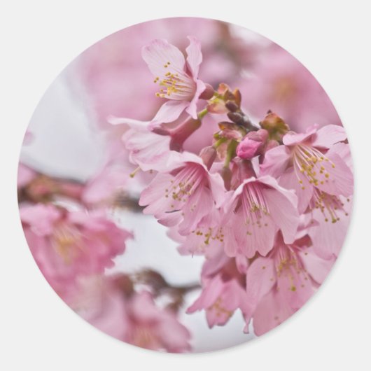 Bleke Roze Sakura Kersenbloesem Ronde Sticker (Voorkant)