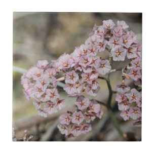 Bleke Roze Zee Lavendel Papierblom Bloemen Bloem Tegeltje