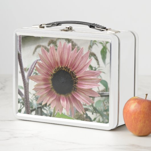 Bleke roze zonnebloem (In situ)