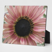 Bleke roze zonnebloem fotoplaat (Zijkant)