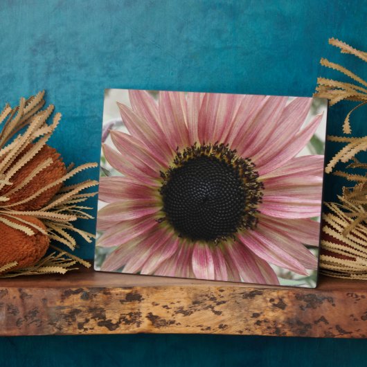 Bleke roze zonnebloem fotoplaat (Zijkant)
