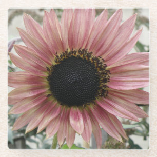 Bleke roze zonnebloem glazen onderzetter