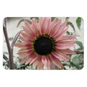 Bleke roze zonnebloem magneet (Horizontaal)