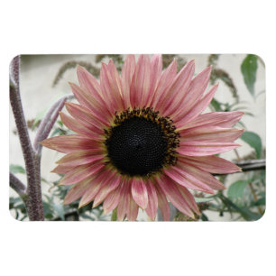 Bleke roze zonnebloem magneet