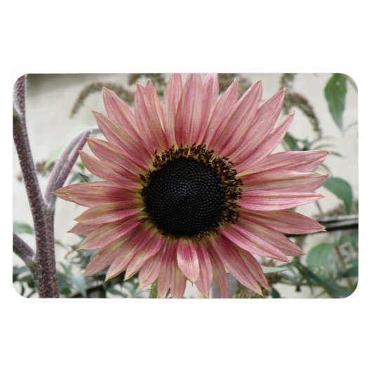 Bleke roze zonnebloem magneet (Horizontaal)