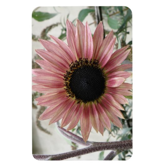 Bleke roze zonnebloem magneet (Verticaal)