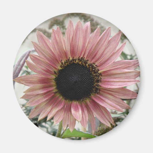 Bleke roze zonnebloem magneet (Voorkant)