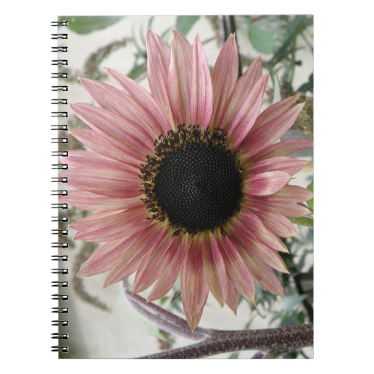 Bleke Roze Zonnebloem Notitieboek (Voorkant)