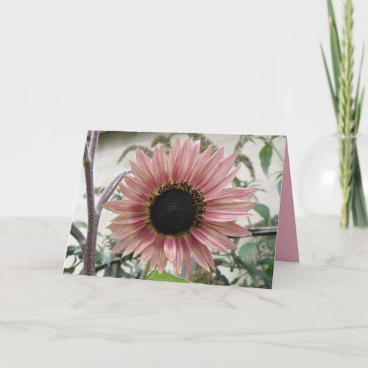 Bleke roze zonnebloem Profiteer snel op maat Kaart (Voorkant)