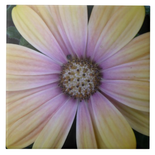 Bleke roze zonnebloem tegeltje (Voorkant)