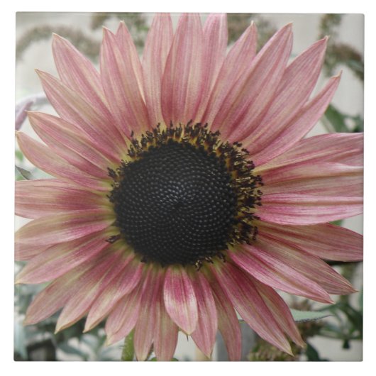 Bleke roze zonnebloem tegeltje (Voorkant)