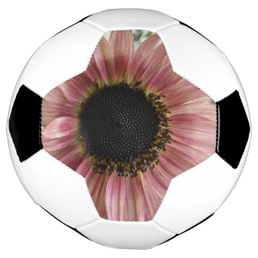 Bleke roze zonnebloem voetbal (Gedraaid)