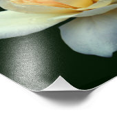 Bleke rozenblaadjes met dauwdruppels 8x10 foto afdruk (Hoek)