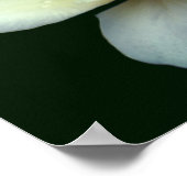 Bleke rozenblaadjes met dauwdruppels poster (Hoek)