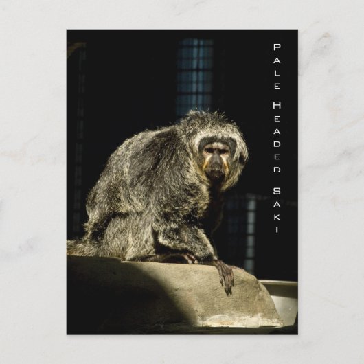 Bleke Saki Briefkaart (Voorkant)