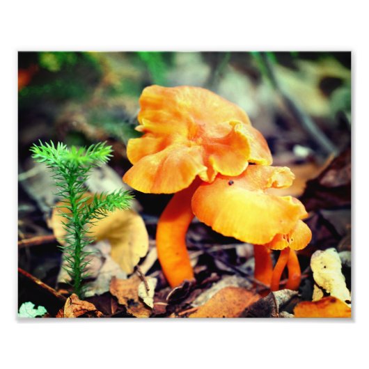 Bleke Sinaasappel wilde paddenstoelen Close Up 8x1 Foto Afdruk (Voorkant)