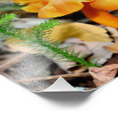 Bleke Sinaasappel Wilde Paddestoelen 10x8 Natuur Foto Afdruk (Hoek)