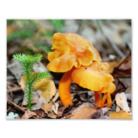 Bleke Sinaasappel Wilde Paddestoelen 10x8 Natuur Foto Afdruk (Voorkant)
