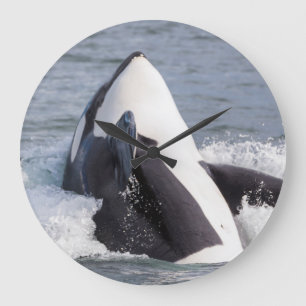 Blekken bij de walvis van Orca Grote Klok